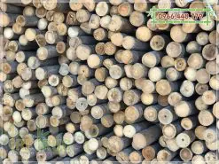 Tầm vông đặc ruột