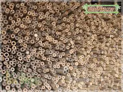 Bán tre tầm vông khô đã qua xử lý