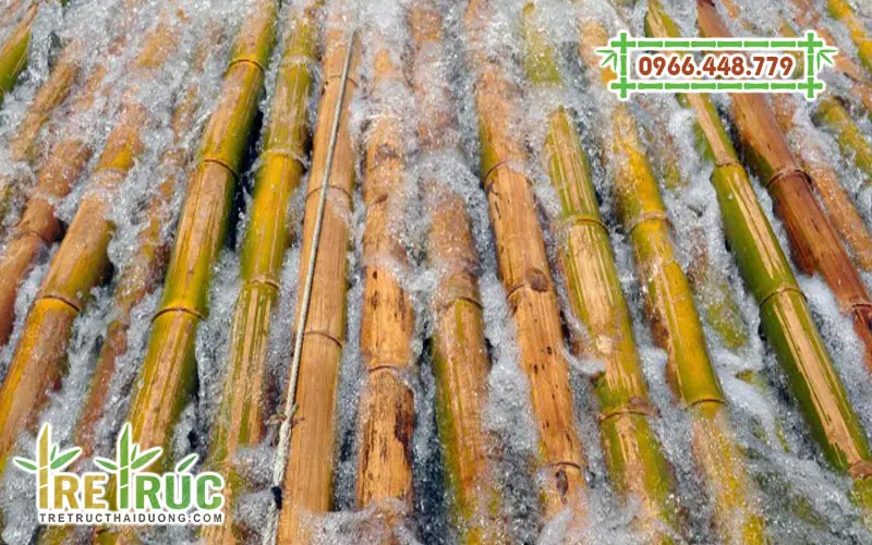 Tre trúc được ngâm hoặc luộc trong dung dịch hóa chất chuyên dụng