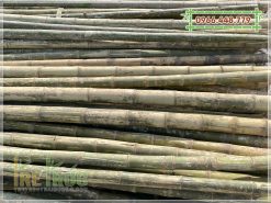 Bán cây tre luồng thanh hóa 3-4-5-6-7-8m