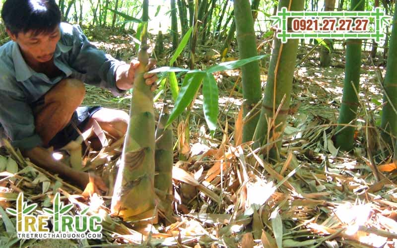 Kỹ thuật trồng và chăm sóc cây Măng Bát Độ ky thuat trong va cham soc cay  mang bat do
