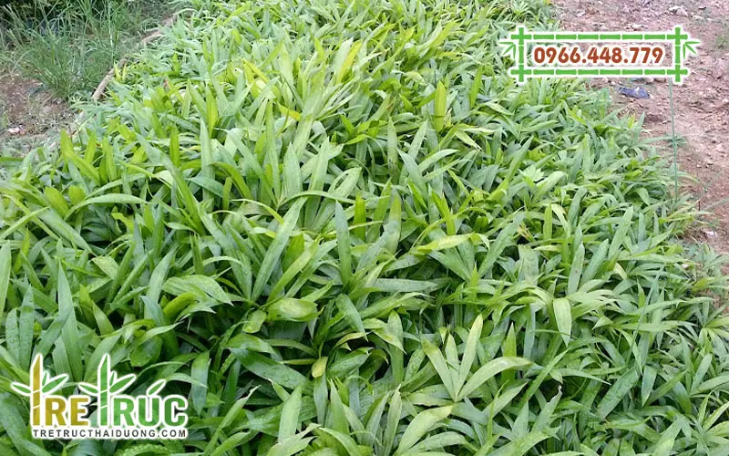 Cây mây nếp