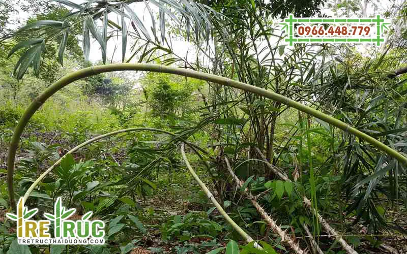 Cây mây rừng