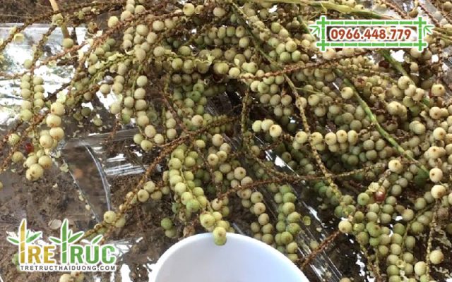 Quả mây rừng loại thảo dược quý được lưu truyền trong dân gian