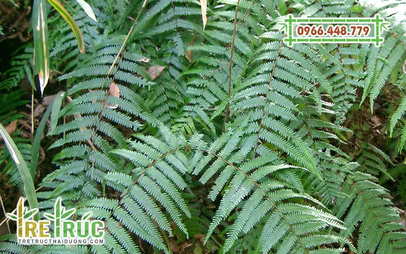Guột là thực vật thuộc nhóm Dương xỉ