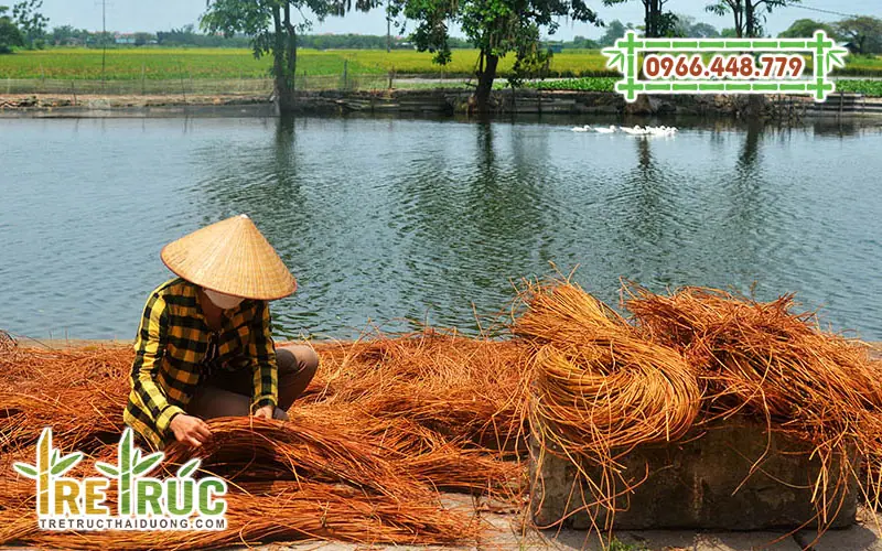 Phơi guột