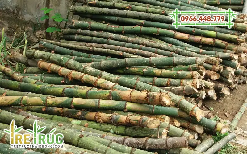 Ứng dụng của tre gai