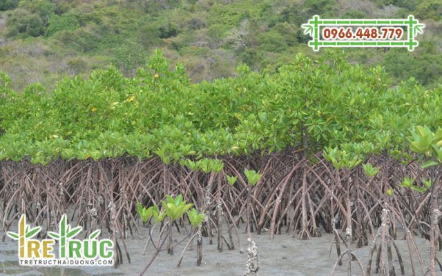 Cây đước là cây gì? Đặc điểm phân bố và ứng dụng của cây đước