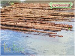 Bán cây gỗ đước làm nhà lá giá rẻ tại TPHCM
