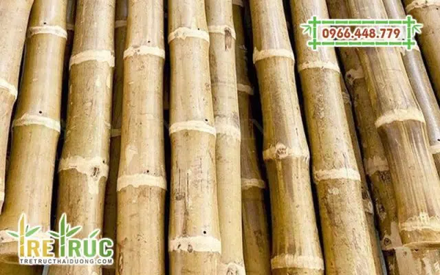 Tre biến tính