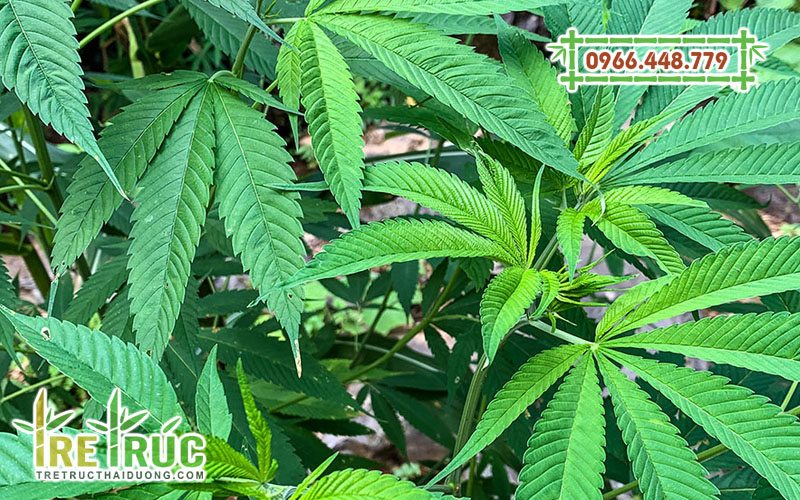 Cây gai dầu (hemp)