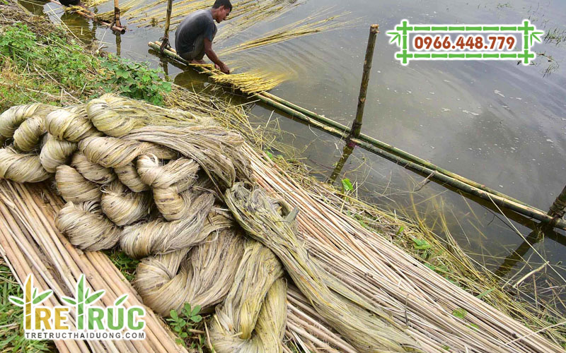 Lột vỏ cây đay