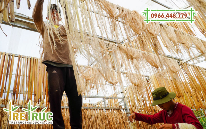 Phơi khô sợi chuối