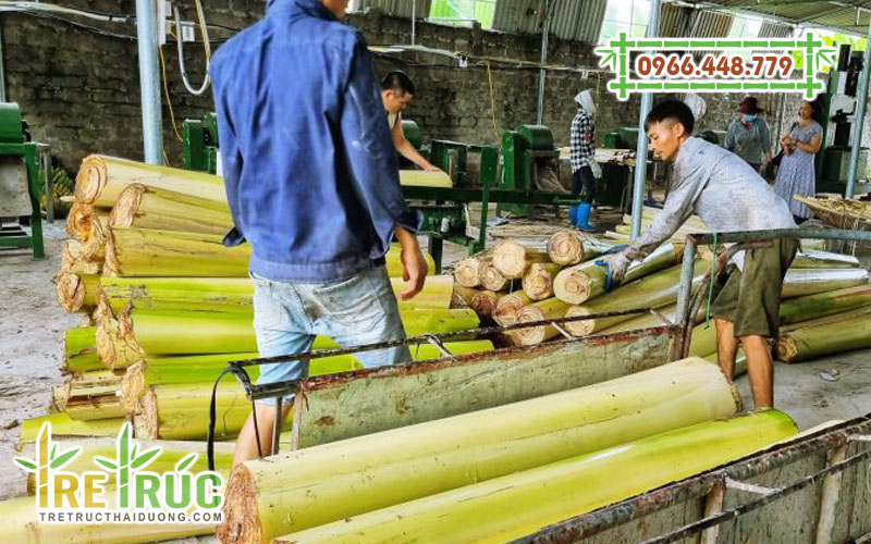 Thu hoạch chuối sản xuất sợi