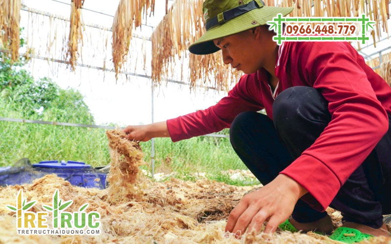 Sợi chuối làm phân hữu cơ