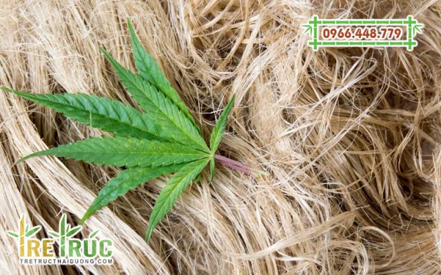 Sợi dây gai dầu