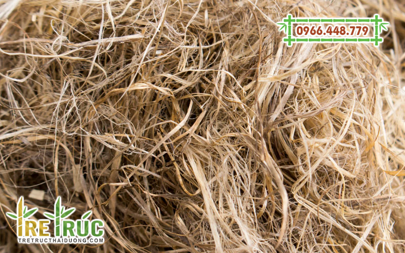 Dây gai dầu là gì