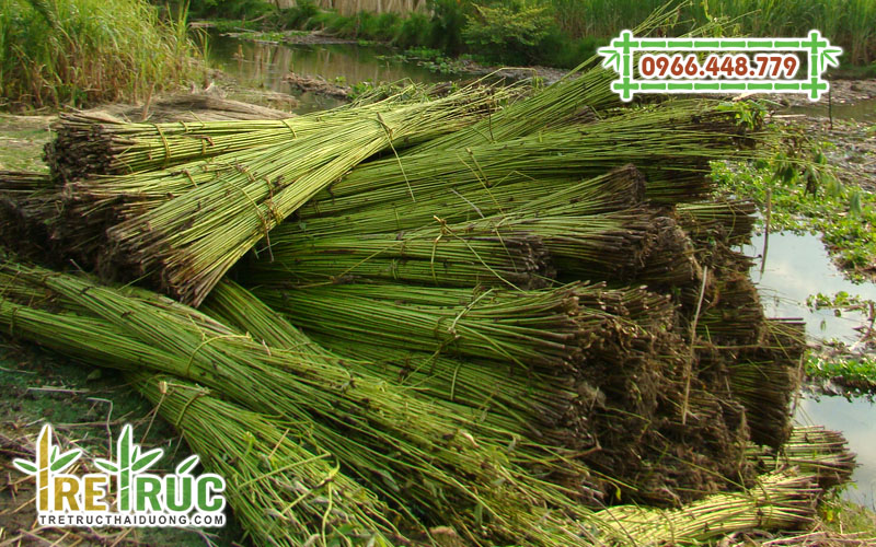 Thu hoạch cây đay