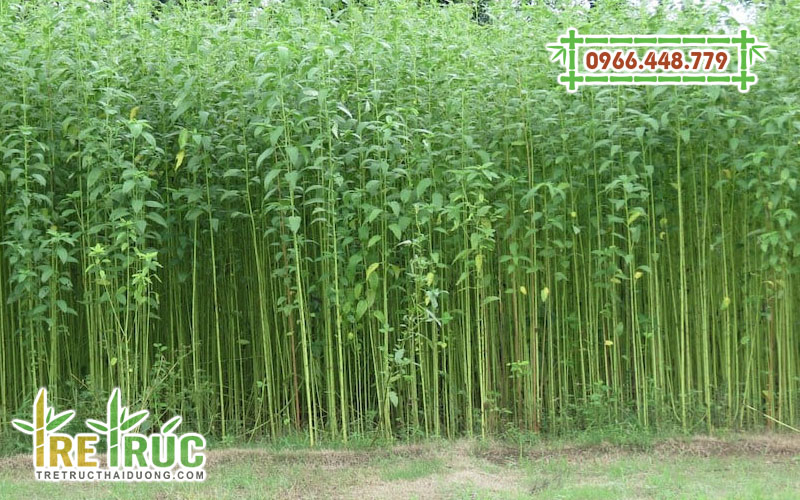 Trồng và chăm sóc cây đay